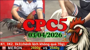 Full Clip Đá Gà Thomo CPC5 Ngày 03042026