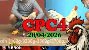 Full clip phát lại đá gà trực tiếp CPC4 ngày 20042026