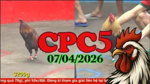Tổng Hợp Video Đá Gà Thomo CPC5 Ngày 07042026