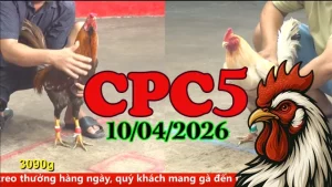 Tổng hợp full video đá gà trực tiếp CPC5 hôm nay 10042026