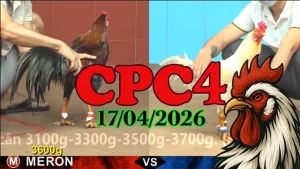 Video clip đá gà CPC4 trực tiếp ngày 17042026