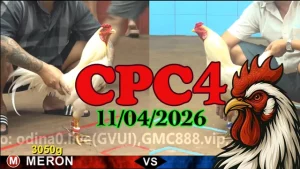 Video đá gà trực tiếp Thomo CPC4 ngày 11042026