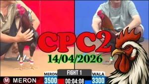 Xem Lại Full Video Đá Gà CPC2 Ngày 14042026