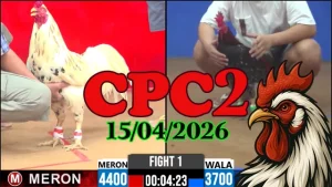 Xem Lại Video Đá Gà Thomo CPC2 Ngày 15042026