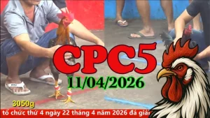 Xem video đá gà trực tiếp Thomo CPC5 ngày 11042026