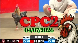 Video đá gà thomo CPC2 hôm nay 04072026